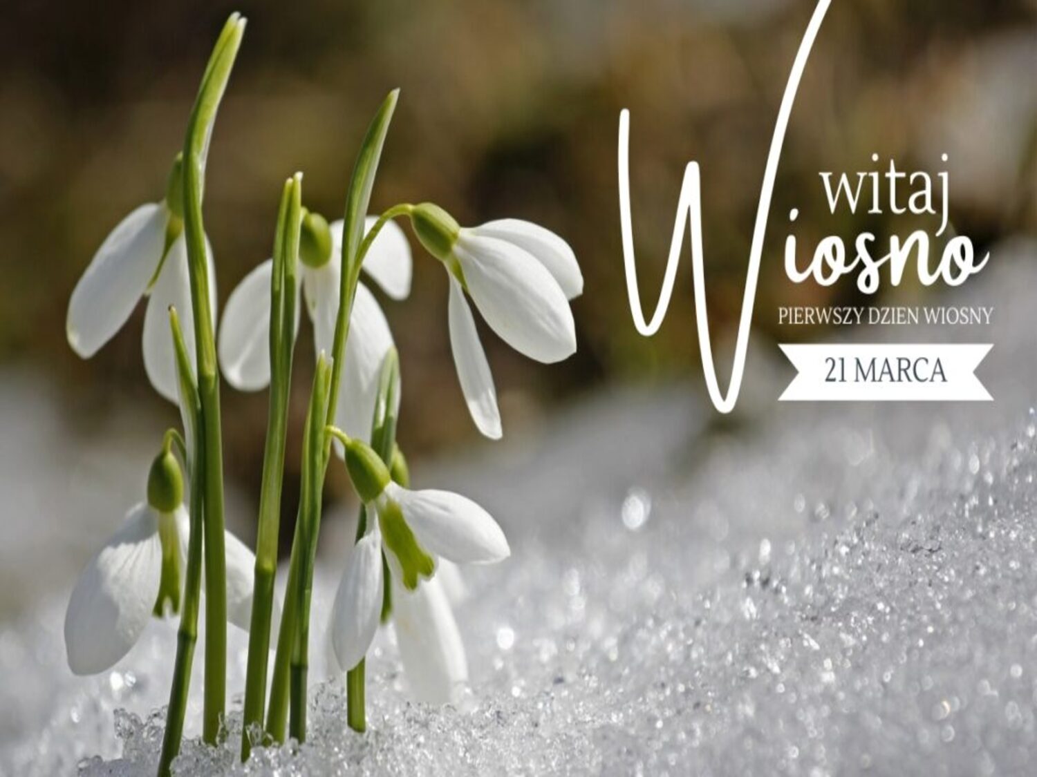 Krokusy z hasłem Witaj wiosno!